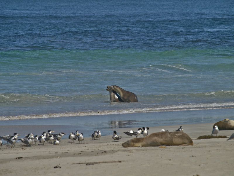 Kangaroo Island, Sea Lion